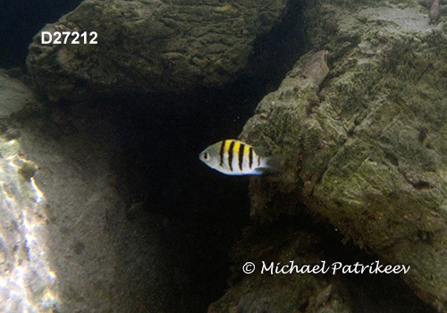 Sergeant-major (Abudefduf saxatilis)